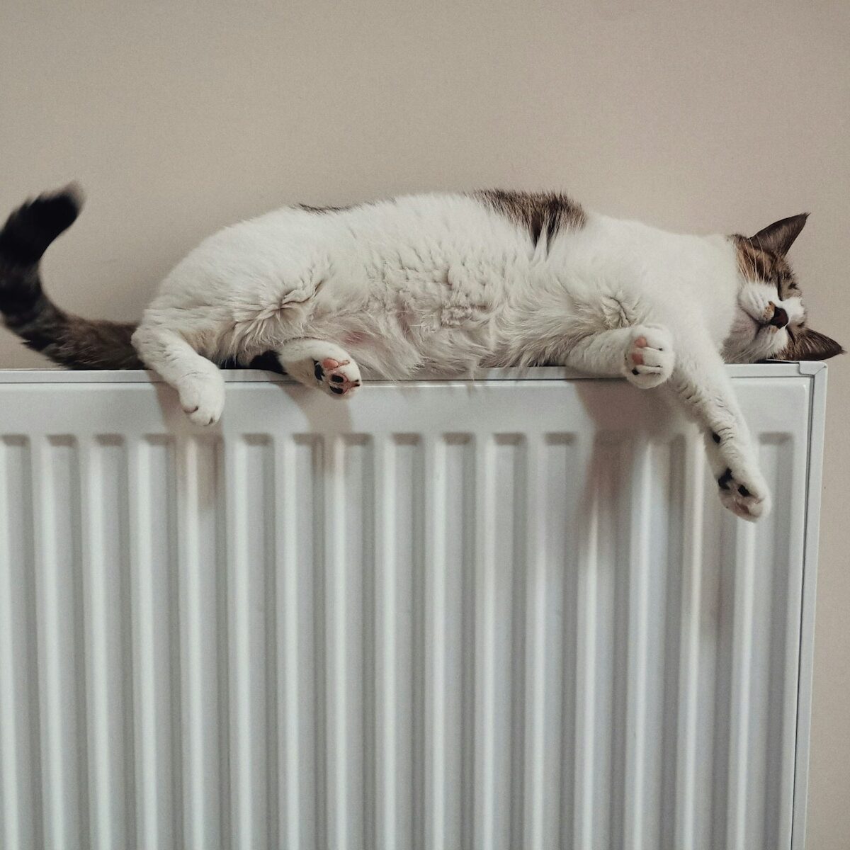 white and black cat on white radiator heater